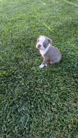 Bingo, a male Boston Terrier for sale in Winton, CA – 3 of 3
