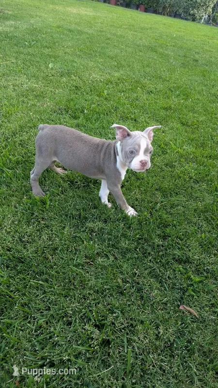 Bruno – Boston Terrier puppy for sale in Winton, CA