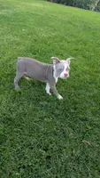 Bruno, a male Boston Terrier for sale in Winton, CA – 1 of 5
