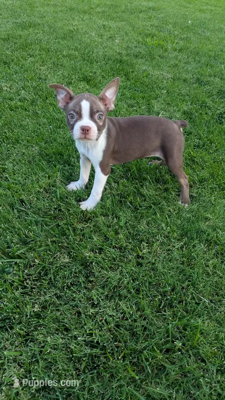 Star – Boston Terrier puppy for sale in Winton, CA
