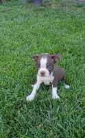Bella, a female Boston Terrier for sale in Winton, CA – 3 of 4