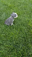 Bruno, a male Boston Terrier for sale in Winton, CA – 3 of 4