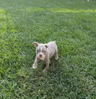 Bobby, a male Boston Terrier for sale in Winton, CA – 2 of 5