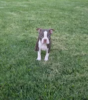 Simba, a male Boston Terrier for sale in Winton, CA – 2 of 6