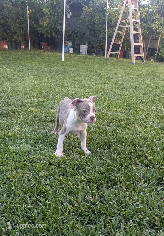 Paco – Boston Terrier puppy for sale in Winton, CA