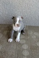 Bruno, a male Boston Terrier for sale in Winton, CA – 2 of 3