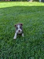 Simba, a male Boston Terrier for sale in Winton, CA – 3 of 3