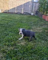 Maxi, a male Boston Terrier for sale in Winton, CA – 2 of 3