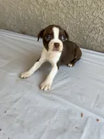Star, a female Boston Terrier for sale in Winton, CA – 2 of 3