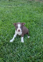 Bella, a female Boston Terrier for sale in Winton, CA – 4 of 4