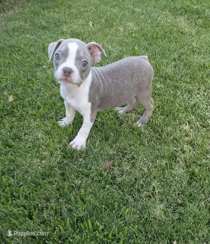 Paco – Boston Terrier puppy for sale in Winton, CA