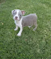 Paco, a male Boston Terrier for sale in Winton, CA – 1 of 5