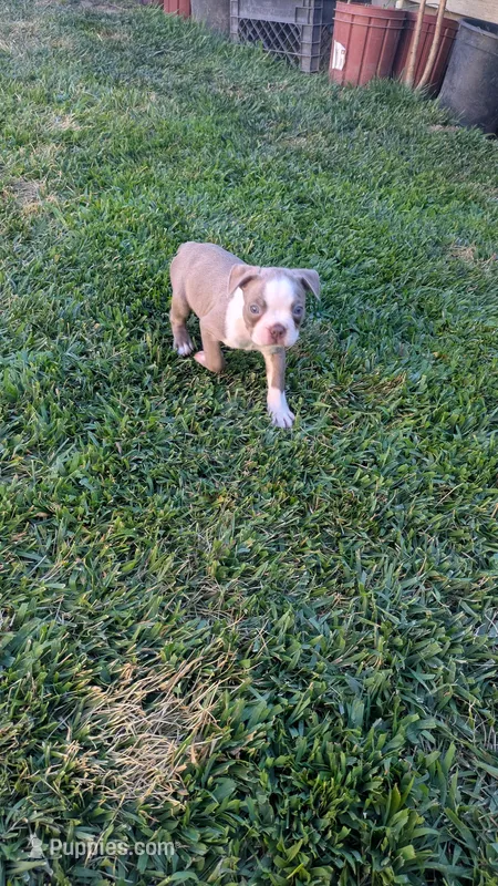 Bingo – Boston Terrier puppy for sale in Winton, CA