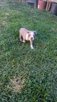 Bingo, a male Boston Terrier for sale in Winton, CA – 1 of 3
