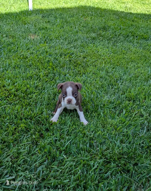 Simba – Boston Terrier puppy for sale in Winton, CA