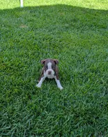 Simba, a male Boston Terrier for sale in Winton, CA – 1 of 3