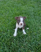 Bella, a female Boston Terrier for sale in Winton, CA – 2 of 4