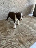 Chase, a male Boston Terrier for sale in Winton, CA – 3 of 3