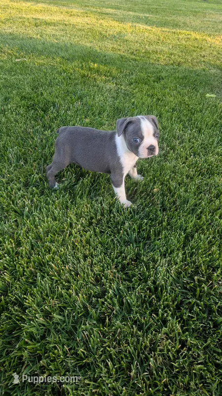 Peaches , a female Boston Terrier for sale in Winton, CA – 1 of 4