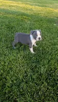Peaches , a female Boston Terrier for sale in Winton, CA – 1 of 4