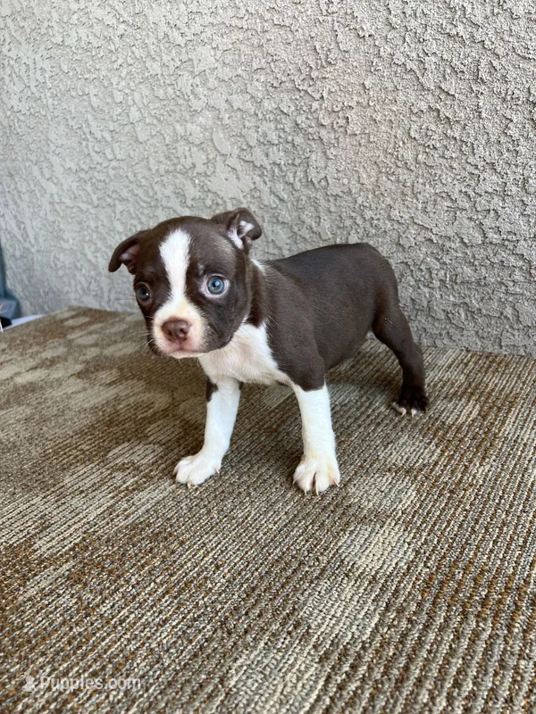 Chase – Boston Terrier puppy for sale in Winton, CA