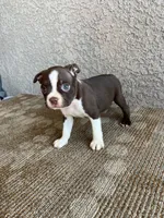 Chase, a male Boston Terrier for sale in Winton, CA – 1 of 3