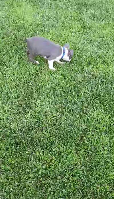Buddy, a male Boston Terrier for sale in Winton, CA – 4 of 9