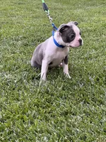 Buddy, a male Boston Terrier for sale in Winton, CA – 6 of 9