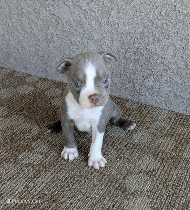 Bruno – Boston Terrier puppy for sale in Winton, CA