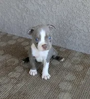 Bruno, a male Boston Terrier for sale in Winton, CA – 1 of 3