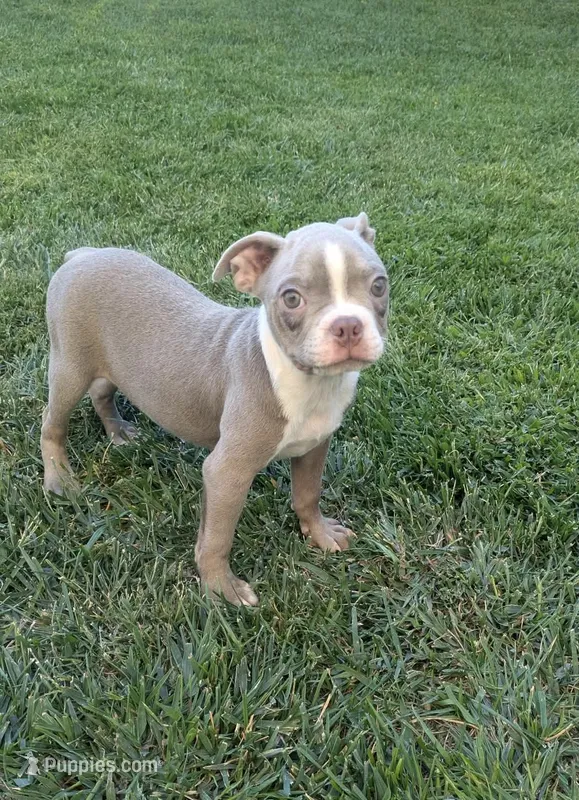 Bobby – Boston Terrier puppy for sale in Winton, CA