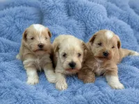 Paddington- Toy Wheaten, a male Miniature Schnauzer for sale in Tremonton, UT – 4 of 4