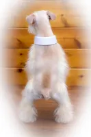 Wiggles- Tiny Wheaten, a male Miniature Schnauzer for sale in Tremonton, UT – Photo 3 of 9