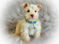 Wiggles- Tiny Wheaten, a male Miniature Schnauzer for sale in Tremonton, UT – Photo 3 of 7