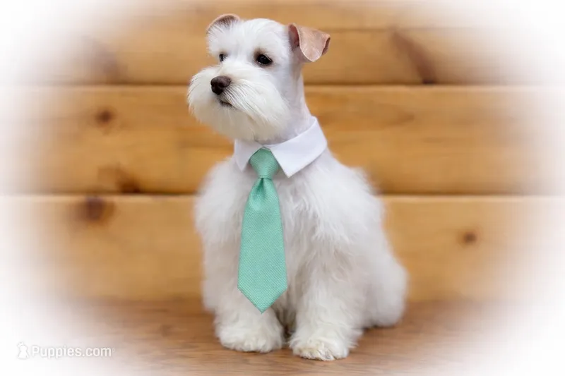 Wiggles- Tiny Wheaten – Miniature Schnauzer puppy for sale in Tremonton, UT