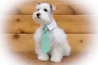 Wiggles- Tiny Wheaten, a male Miniature Schnauzer for sale in Tremonton, UT – Photo 1 of 9