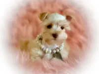 Wiggles- Tiny Wheaten, a male Miniature Schnauzer for sale in Tremonton, UT – Photo 5 of 7