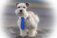 Wiggles- Tiny Wheaten, a male Miniature Schnauzer for sale in Tremonton, UT – Photo 8 of 9