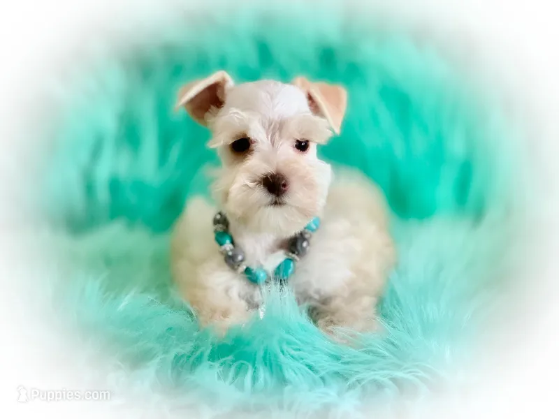 Wiggles- Tiny Wheaten