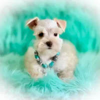 Wiggles- Tiny Wheaten, a male Miniature Schnauzer for sale in Tremonton, UT – Photo 4 of 9