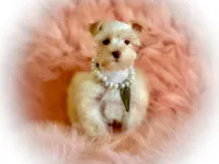 Wiggles- Tiny Wheaten, a male Miniature Schnauzer for sale in Tremonton, UT – Photo 7 of 7