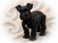 BREE- TINY TOY, a female Miniature Schnauzer for sale in Tremonton, UT – 2 of 4