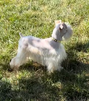 NEMO- Toy Wheaten M, a male Miniature Schnauzer for sale in Tremonton, UT – 2 of 7