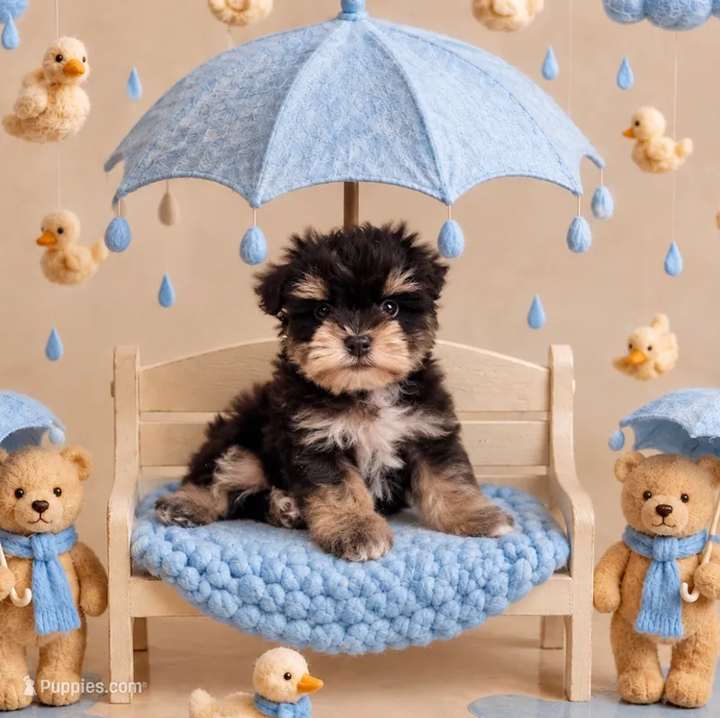 Dreamer- Toy – Miniature Schnauzer puppy for sale in Tremonton, UT