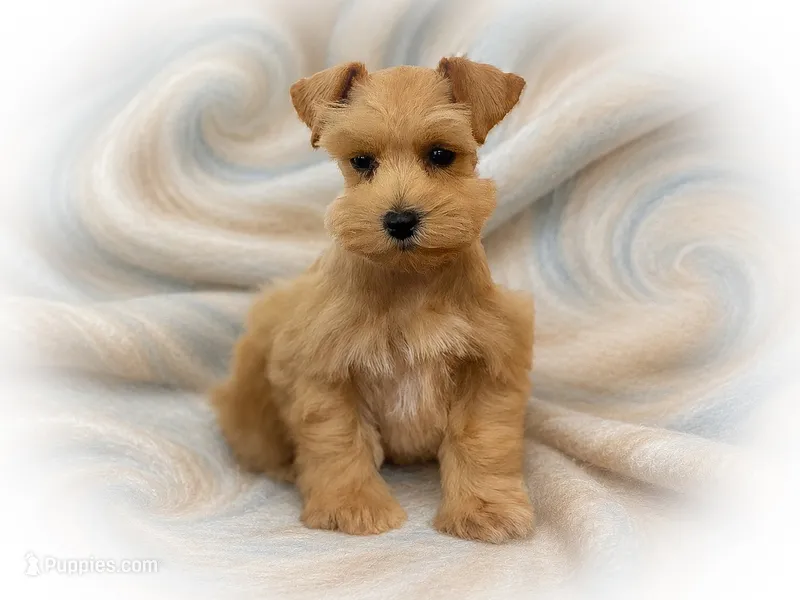 CELESTE- RED WHEATEN – Miniature Schnauzer puppy for sale in Tremonton, UT