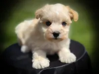 BRINLEY- DBL BLUE EYES, a female Miniature Schnauzer for sale in Tremonton, UT – 6 of 6