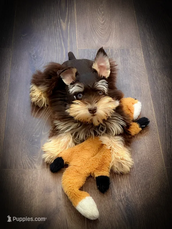 MITZIE- TCUP LIVER AND RUST  – Miniature Schnauzer puppy for sale in Tremonton, UT