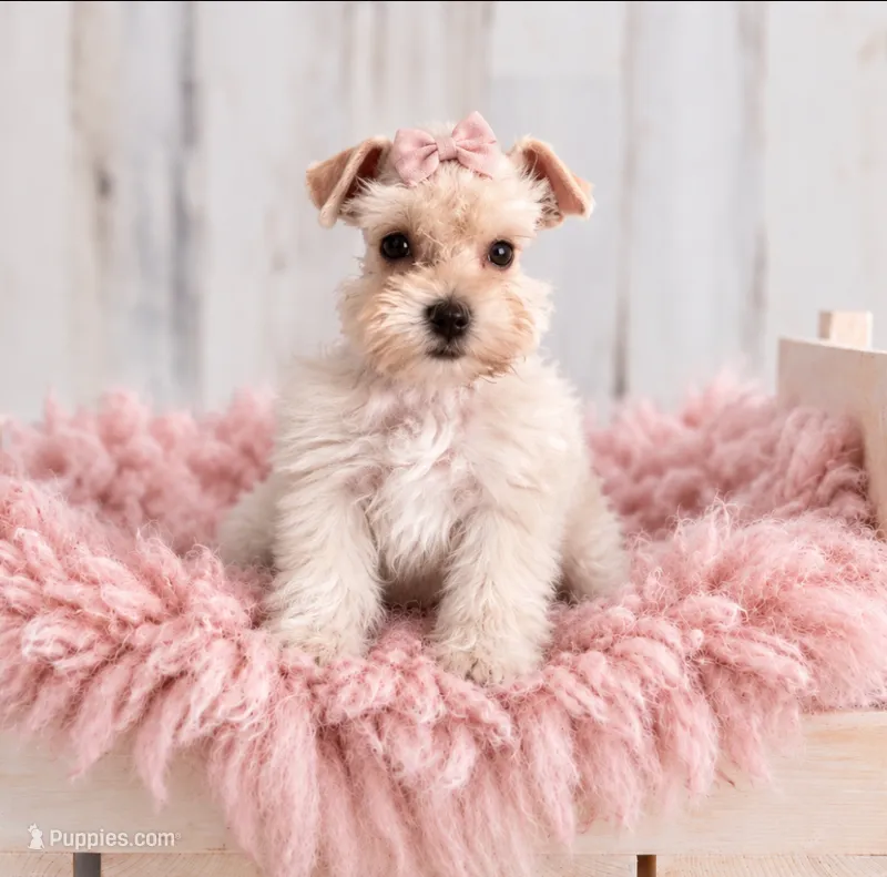 Dolly- Toy Wheaten  – Miniature Schnauzer puppy for sale in Tremonton, UT