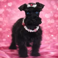 TRUFFLE- BLUE EYES F, a female Miniature Schnauzer for sale in Tremonton, UT – Photo 3 of 5