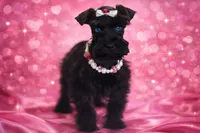 TRUFFLE- BLUE EYES ON SALE, a female Miniature Schnauzer for sale in Tremonton, UT – Photo 3 of 5
